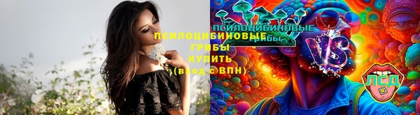 PSILOCYBIN Аркадак